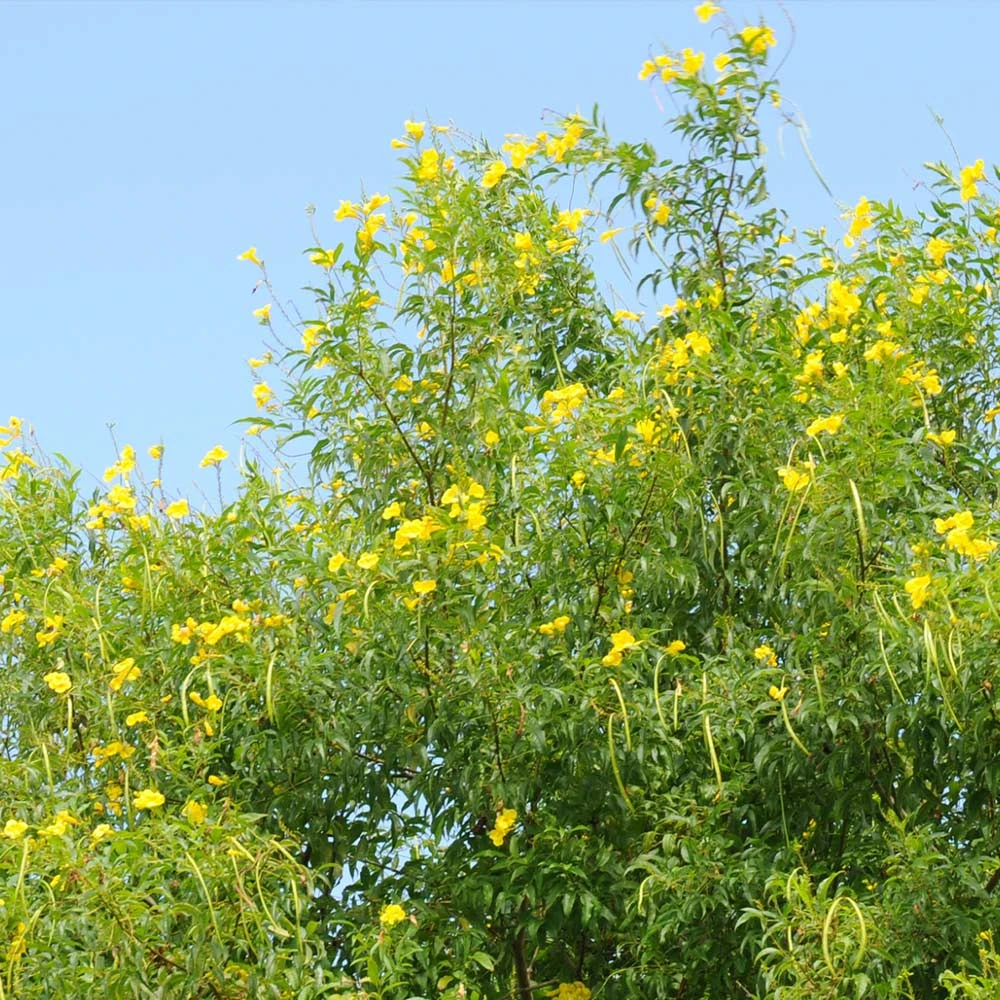 Brighter Blooms SHOP ALL Sundance Tecoma 3 Brighter Blooms SHOP ALL Sundance Tecoma