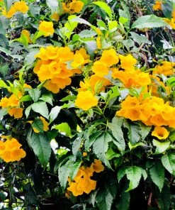 Brighter Blooms SHOP ALL Sundance Tecoma