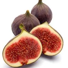 Brighter Blooms Texas Everbearing Fig Tree Fruit Trees