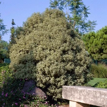 Brighter Blooms Shrubs & Hedges Variegated Pittosporum Shrub