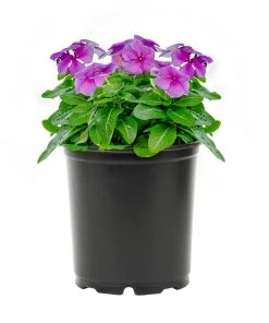 No Warranty Blue Vinca