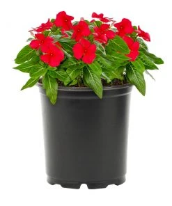 No Warranty New Annuals Red Vinca