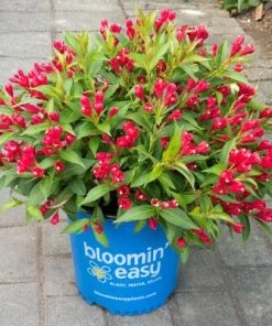 Brighter Blooms Crimson Kisses'® Weigela Shrub