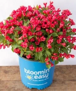 Brighter Blooms Crimson Kisses'® Weigela Shrub