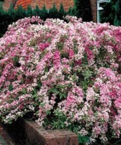 Brighter Blooms Variegated Weigela Shrub Shrubs & Hedges