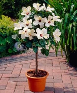 Brighter Blooms White Tropical Hibiscus Tree Flowering Trees