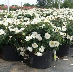 Brighter Blooms White Knock Out® Rose Shrubs & Hedges