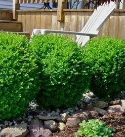 Brighter Blooms Winter Gem Boxwood Shrub 5 Brighter Blooms Winter Gem Boxwood Shrub