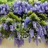 Brighter Blooms Amethyst Falls Wisteria Vine