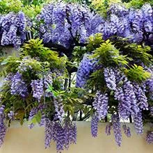 Brighter Blooms Amethyst Falls Wisteria Vine
