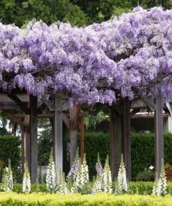 Brighter Blooms SHOP ALL Purple Wisteria Vine