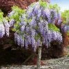 Brighter Blooms Purple Wisteria Tree