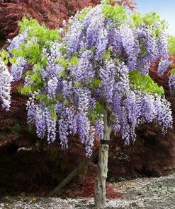 Brighter Blooms Purple Wisteria Tree